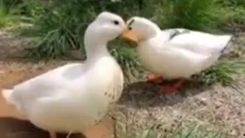 娱乐吃瓜鹅鸭视频大全